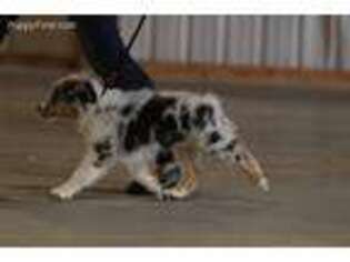 Australian Shepherd Puppy for sale in Lebanon, OH, USA