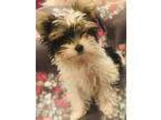 Yorkshire Terrier Puppy for sale in Gaithersburg, MD, USA