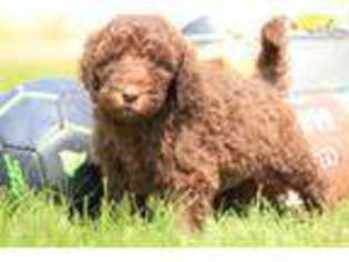 Labradoodle Puppy for sale in Salt Lake City, UT, USA