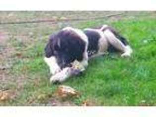 Newfoundland Puppy for sale in Kelso, WA, USA