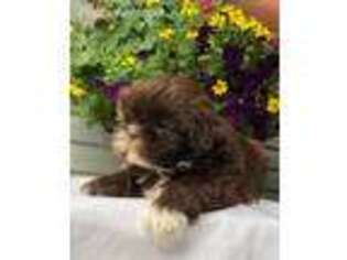 Mutt Puppy for sale in Earleville, MD, USA