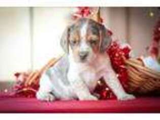 Beagle Puppy for sale in Myerstown, PA, USA