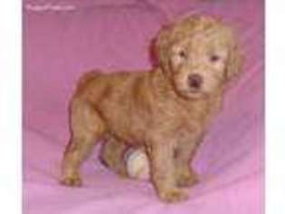 Labradoodle Puppy for sale in Seville, OH, USA