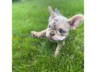 French Bulldog Puppy for sale in Skokie, IL, USA