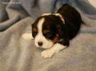 Cavalier King Charles Spaniel Puppy for sale in Cincinnati, OH, USA