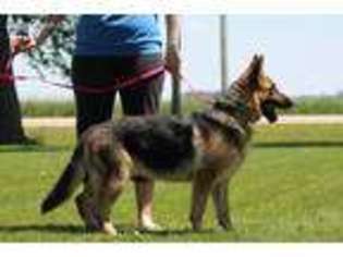 German Shepherd Dog Puppy for sale in Goldfield, IA, USA