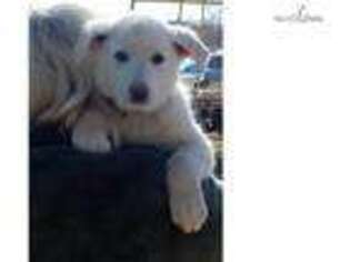 German Shepherd Dog Puppy for sale in Amarillo, TX, USA