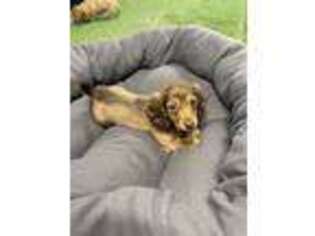Dachshund Puppy for sale in Wooster, OH, USA