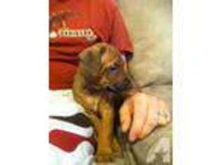 Rhodesian Ridgeback Puppy for sale in NAMPA, ID, USA
