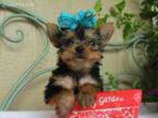 Yorkshire Terrier Puppy for sale in Duncan, OK, USA