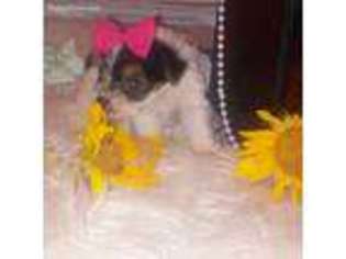Yorkshire Terrier Puppy for sale in Murrieta, CA, USA