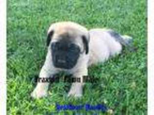 Mastiff Puppy for sale in Walhonding, OH, USA