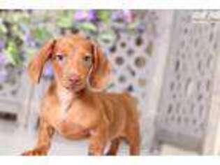 Dachshund Puppy for sale in Columbus, OH, USA