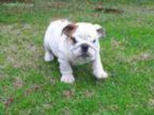 Bulldog Puppy for sale in Shiloh, GA, USA