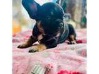 French Bulldog Puppy for sale in Copperas Cove, TX, USA