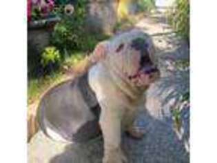 Bulldog Puppy for sale in Harvey, IL, USA