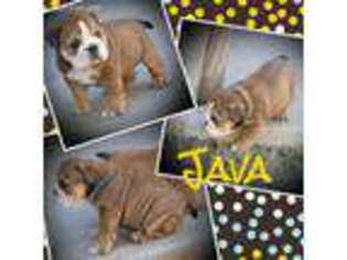 Bulldog Puppy for sale in Wylie, TX, USA