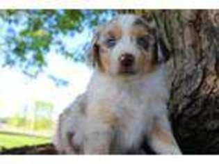 Miniature Australian Shepherd Puppy for sale in Ashley, OH, USA