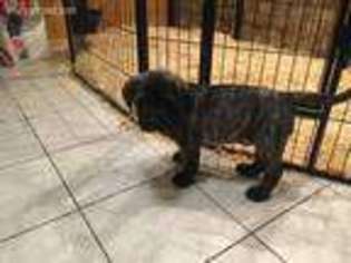 Mastiff Puppy for sale in Slippery Rock, PA, USA