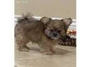 Mi-Ki Puppy for sale in Sun City, AZ, USA
