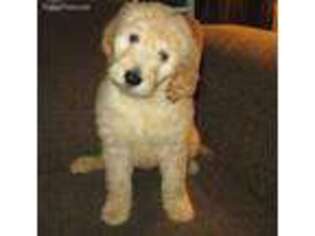 Goldendoodle Puppy for sale in Lincoln, AL, USA