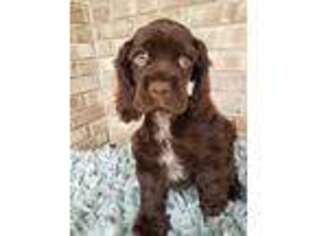 Cocker Spaniel Puppy for sale in Connersville, IN, USA