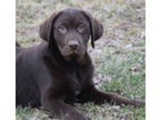 Labrador Retriever Puppy for sale in Exeter, MO, USA