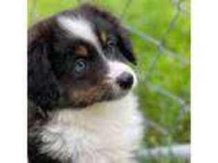 Miniature Australian Shepherd Puppy for sale in Hegins, PA, USA