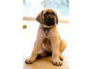 Mastiff Puppy for sale in Whittier, CA, USA