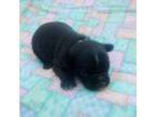 French Bulldog Puppy for sale in Muldrow, OK, USA