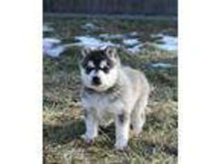 Alaskan Klee Kai Puppy for sale in Ripley, OH, USA