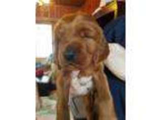 Irish Setter Puppy for sale in Tallmadge, OH, USA