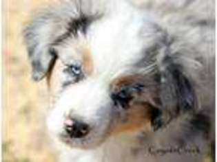 Miniature Australian Shepherd Puppy for sale in Wichita, KS, USA