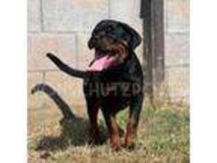 Rottweiler Puppy for sale in Pomona, CA, USA