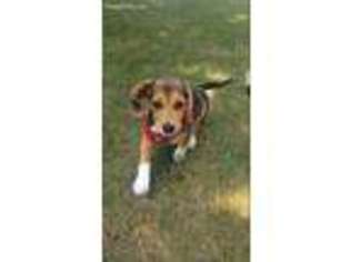 Beagle Puppy for sale in Hamden, CT, USA