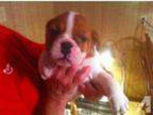 Bulldog Puppy for sale in AMELIA, OH, USA