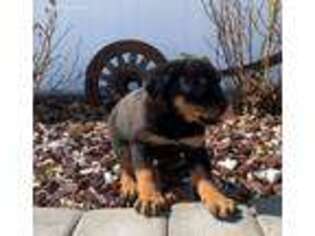 Rottweiler Puppy for sale in Arthur, IL, USA
