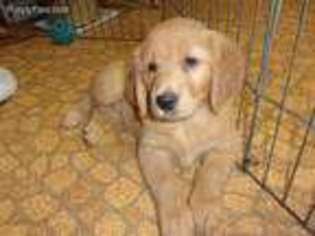 Golden Retriever Puppy for sale in Mendota, IL, USA