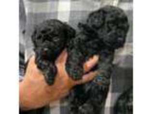 Mutt Puppy for sale in Scottsdale, AZ, USA