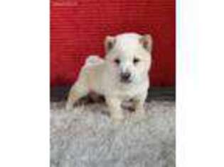 Shiba Inu Puppy for sale in Sugarcreek, OH, USA