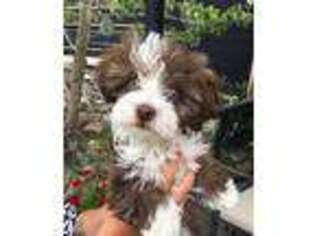 Havanese Puppy for sale in Marsing, ID, USA