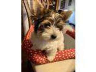 Biewer Terrier Puppy for sale in Bailey, CO, USA