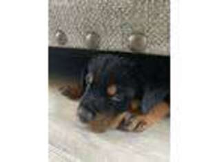 Rottweiler Puppy for sale in Murrieta, CA, USA