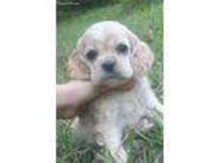 Cocker Spaniel Puppy for sale in Campbellsville, KY, USA