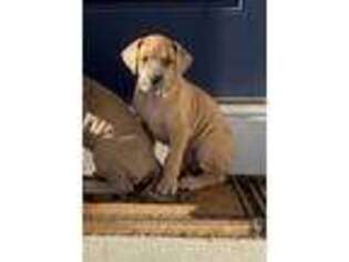 Great Dane Puppy for sale in Montgomery, IL, USA