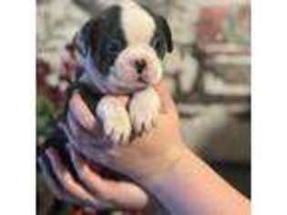 French Bulldog Puppy for sale in Ashland, VA, USA