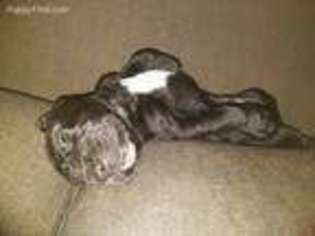 Great Dane Puppy for sale in Ramona, CA, USA