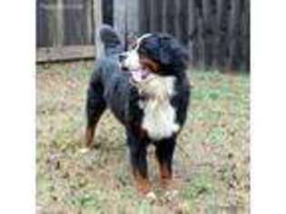 Bernese Mountain Dog Puppy for sale in Wagener, SC, USA