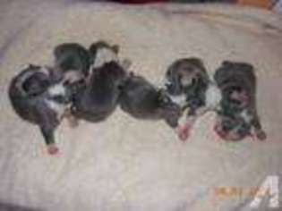 Boston Terrier Puppy for sale in Thornton, NH, USA