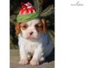 Cavalier King Charles Spaniel Puppy for sale in Sioux Falls, SD, USA